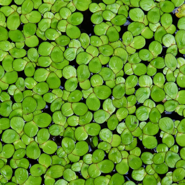 Growsweet - Abono y Fertilizantes Quilpué, Villa Alemana - Lentejas de agua, plantas flotantes para estanque foto 01