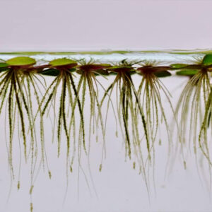 lentejas de agua - Imagen 2