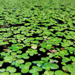 lentejas de agua - Imagen 3