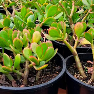 Growsweet - Plantas en venta, Planta Aeonium Suculenta 03