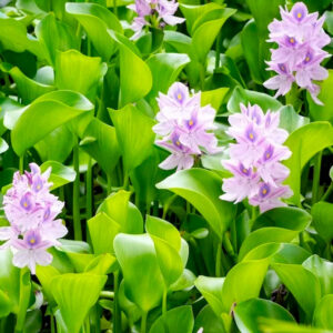 growsweet sustratos y fertilizantes Planta jacinto de agua 02