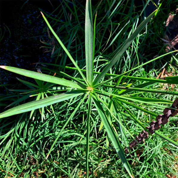 Kit 6 papiros Chilenos - planta en venta - papiro chileno 03