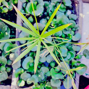 Kit 6 papiros Chilenos - planta en venta - papiro chileno 01